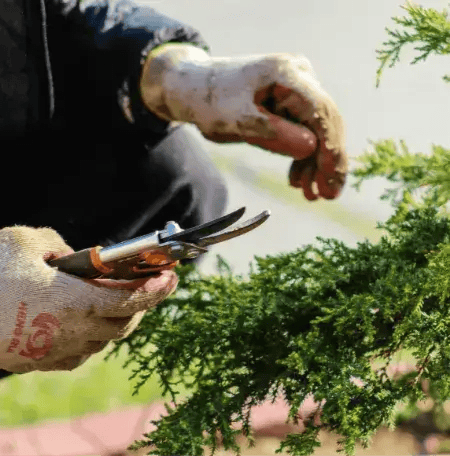 trimming bushes lhwrjg 8221e824fc