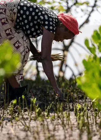 village worker planting trees on field